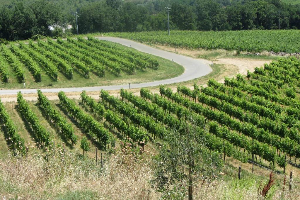 Winery Houses In Chianti Mercatale Val Di Pesa エクステリア 写真